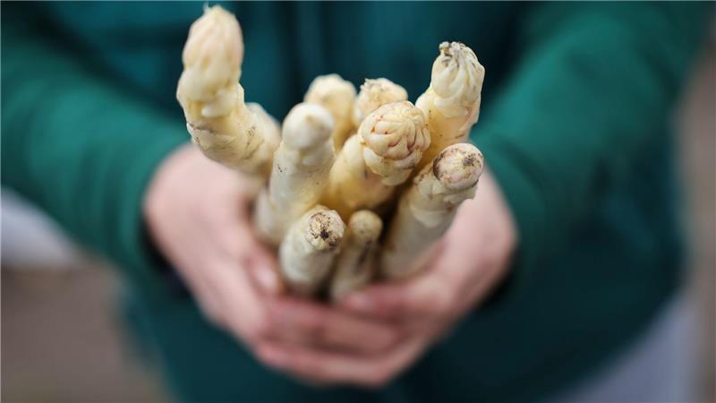 Die Spargelernte erfolgt gestaffelt. (Symbolbild)