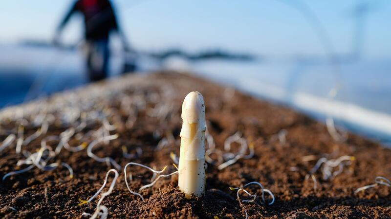 Die Spargelsaison beginnt laut dem Verband Süddeutscher Spargel- und Erdbeeranbauer in Baden-Württemberg Mitte März. (Archivbild)
