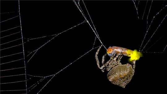 Die Spinne Araneus ventricosus verschnürt ein männliches Glühwürmchen. 