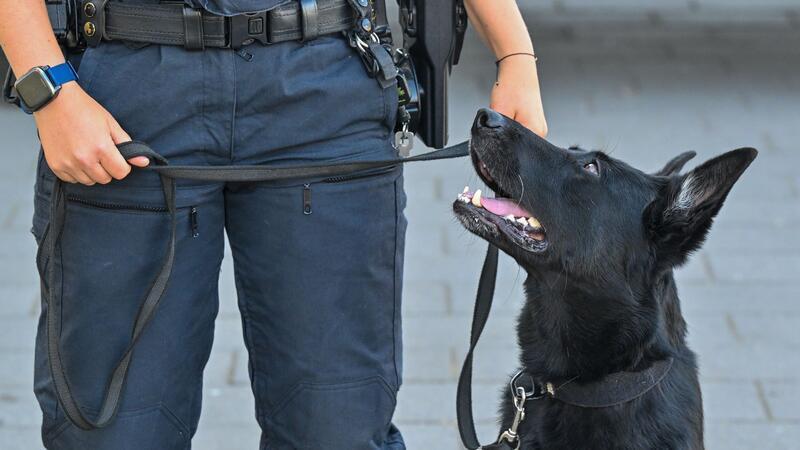Spürhunde erschnüffeln über 110.000 Euro bei Durchsuchungen Die Spürhunde waren bei mehreren Durchsuchungen im Einsatz. (Symbolbild)