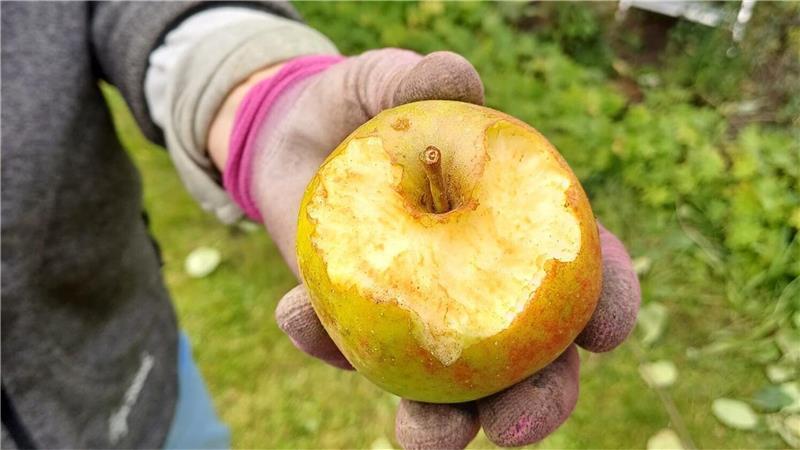 „Die Spuren der Rattenzähne sind hier eindeutig zu erkennen“, sagt Gaby Drygalla.