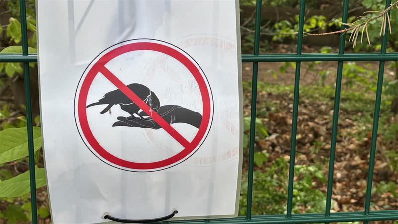 Krähen-Plage in Buxtehude: Ein harter Job für Wüstenbussard „Ash“ Die Stadt Buxtehude verbietet zwar das Füttern von Vögeln entlang der Sagekuhle und in der Nachbarschaft. Viele Anwohner missachten aber das Verbot.