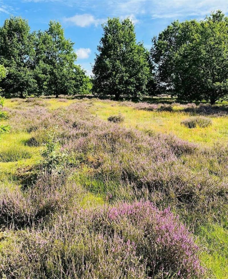 Die Stadt Stade verfügt über mehr öffentliche Grünflächen und Naturschutzgebiete, hier die Barger Heide, als Buxtehude.