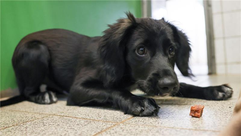 Die Stadt Uelzen schafft die Steuern für Hunde aus dem Tierheim ab. (Symbolfoto) 