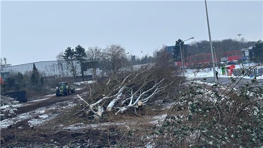 Die Städtischen Betriebe Buxtehude planen in der Philipp-Reis-Straße den Neubau des Baubetriebshofs. Zur Vorbereitung sind jetzt Bäume gefällt worden und Rodungsarbeiten erfolgt.