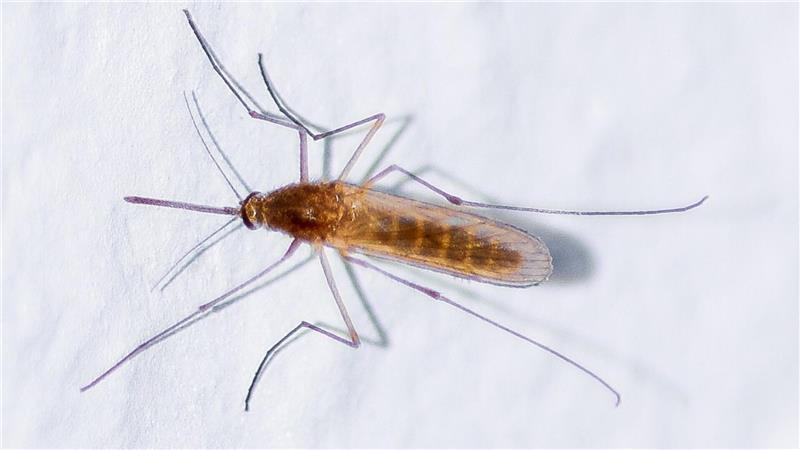 Die Stechmücke fühlt sich sogar bei minus 40 Grad pudelwohl.