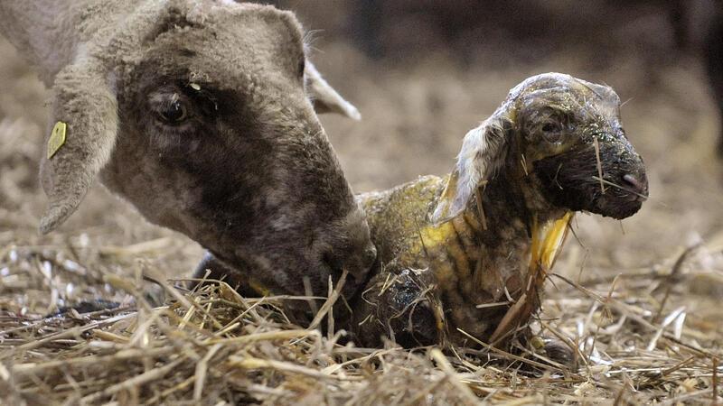 Die Sterblichkeit der Tiere mit Schafpocken liegt bei bis zu 90 Prozent. Hohe Verluste gibt es bei den Lämmern.