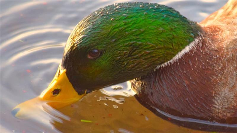 Die Stockente gründelt im Wasser.