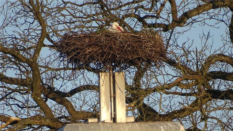 Die Horneburger Schloss-Störche sind wieder da Die Störche Jakob und Adele haben ihr Nest auf dem Horneburger Schloss bezogen.