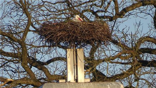 Die Störche Jakob und Adele haben ihr Nest auf dem Horneburger Schloss bezogen.