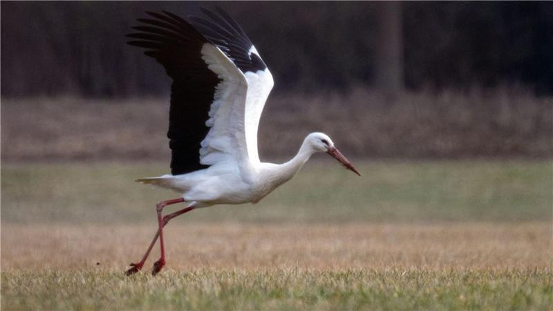 Die Störche, die über die Westroute nach Südspanien und Afrika ziehen, sind früher wieder zurück in ihren Brutgebieten. (Archivbild)