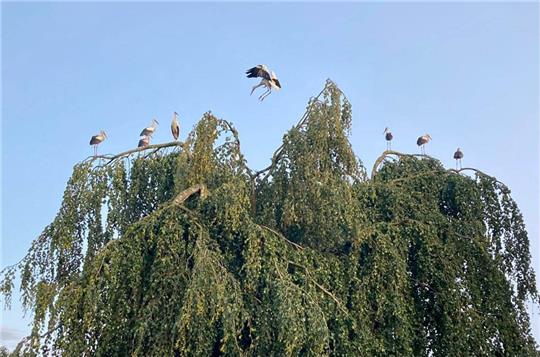 Die Störche haben die Hängebuche im Garten von Familie Reimers in Himmelpforten zu ihrem Treffpunkt auserkoren. Foto: Elsbeth Reimers