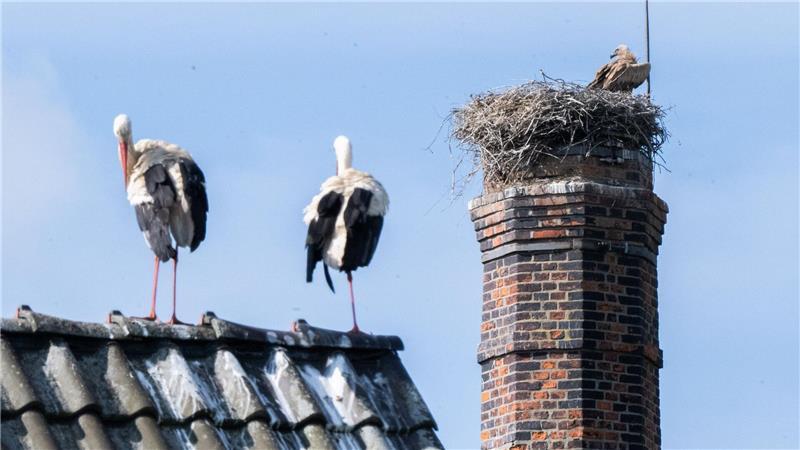 Die Störche müssen machtlos mit ansehen, wie der Gänsegeier ihren Nachwuchs tötet.