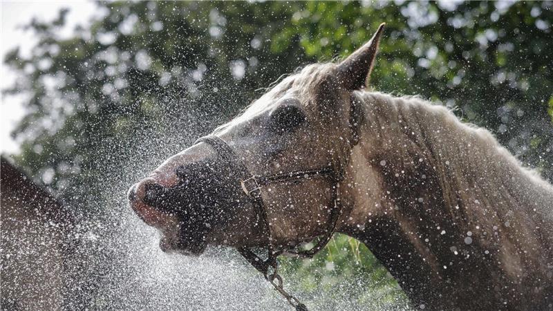 Die Stute Rosalie trinkt und erfrischt sich bei 27 Grad mit einem Wasserstrahl aus einem Gartenschlauch in Langenenslingen.