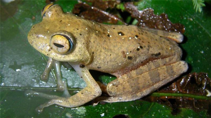 Die Suche nach den neuen Froscharten führte die Forschungsgruppe in abgelegene Wälder.