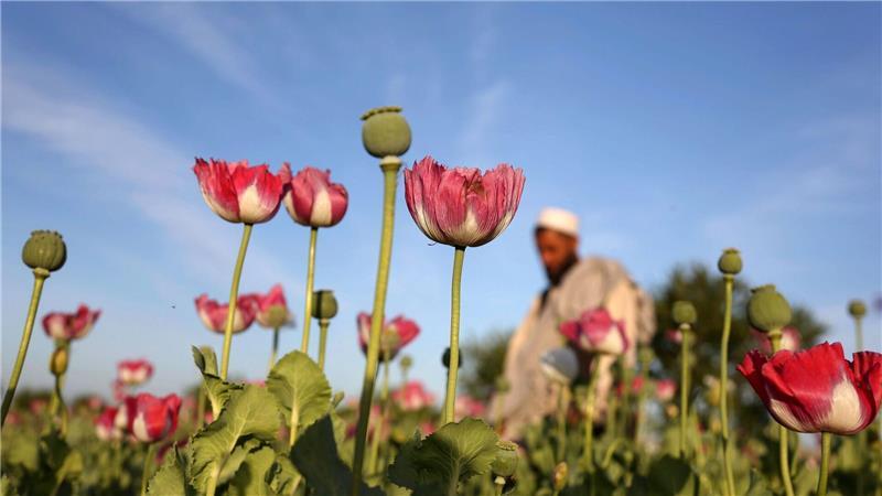 BKA-Präsident: Cannabisgesetz macht es der Polizei schwer Die Taliban verboten 2022 den Anbau von Mohn. (Symbolbild)