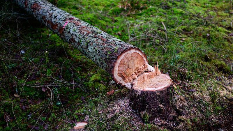 Mann bei Arbeiten von Baum erschlagen Die Tatumstände waren zunächst unklar. (Symbolbild)