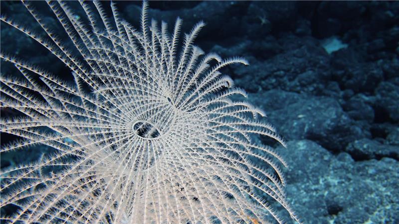 Die Tiefsee steckt voller erstaunlicher Kreaturen.