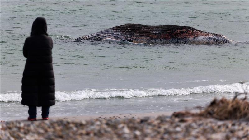 Wildtiere retten - moralische Pflicht oder schädlich? Die Tierärztin Anne Herrschaft unweit vom toten Buckelwal, der vor der dänischen Insel Anholt liegt.