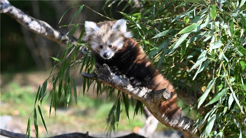 Die Tierart steht auf der Roten Liste der Internationalen Union zur Bewahrung der Natur (IUCN) und gilt als stark gefährdet.