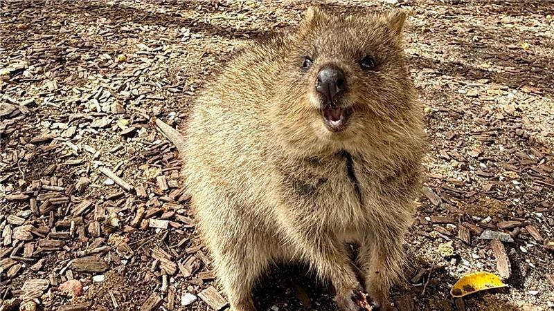 Die Tiere aus der Familie der Kängurus hüpfen auf Rottnest Island überall herum.