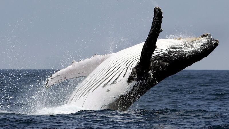 Die Tiere gelten als die Akrobaten unter den Großwalarten. (Symbolbild)