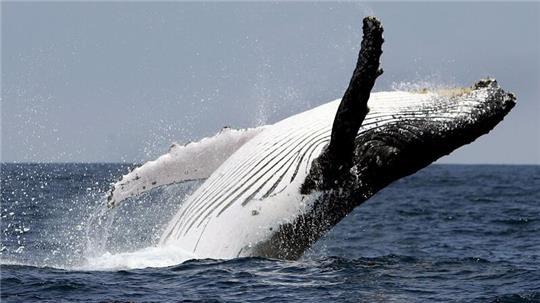 Die Tiere gelten als die Akrobaten unter den Großwalarten. (Symbolbild)