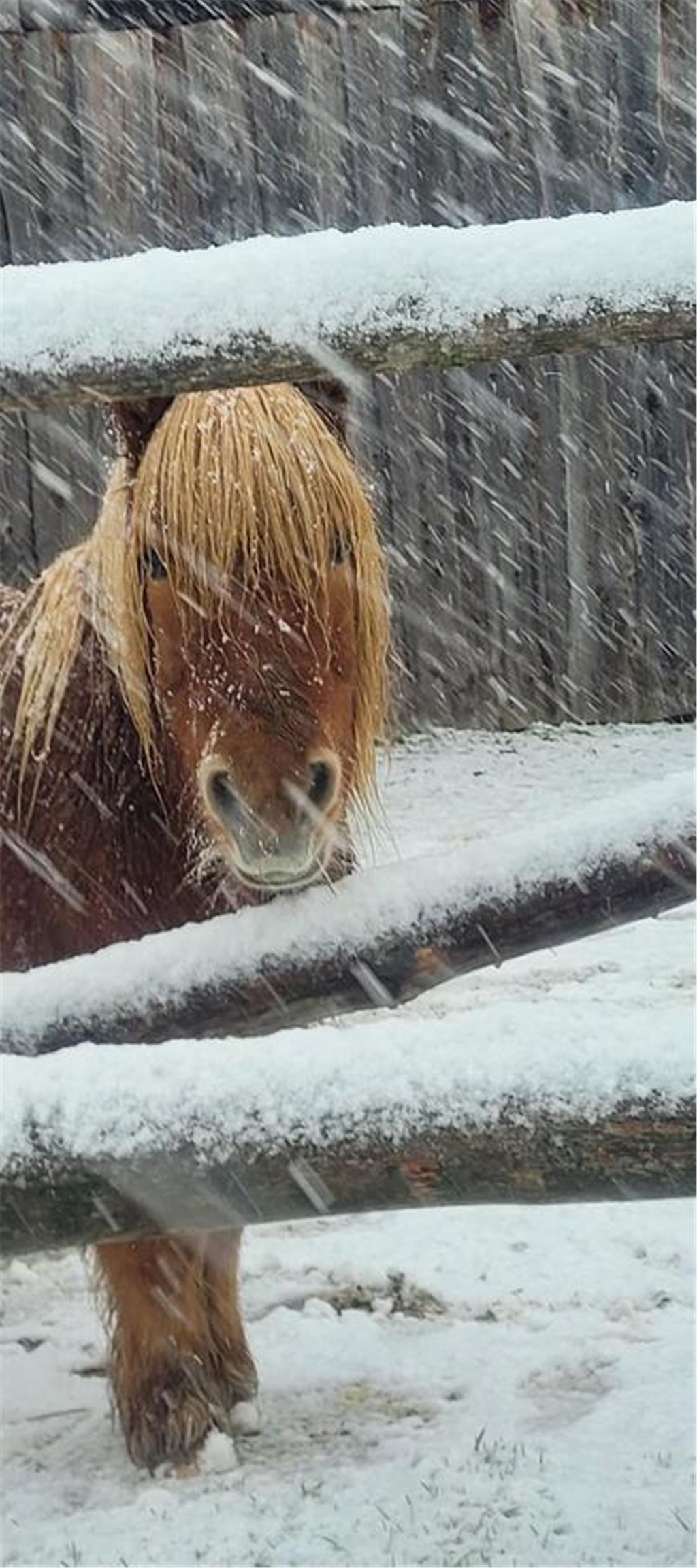 Die Tiere kann offenbar draußen nichts erschrecken.