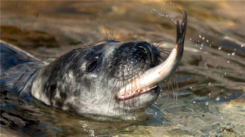 Die Tiere müsse sich vor ihrer Auswilderung ein Mindestgewicht anfuttern.