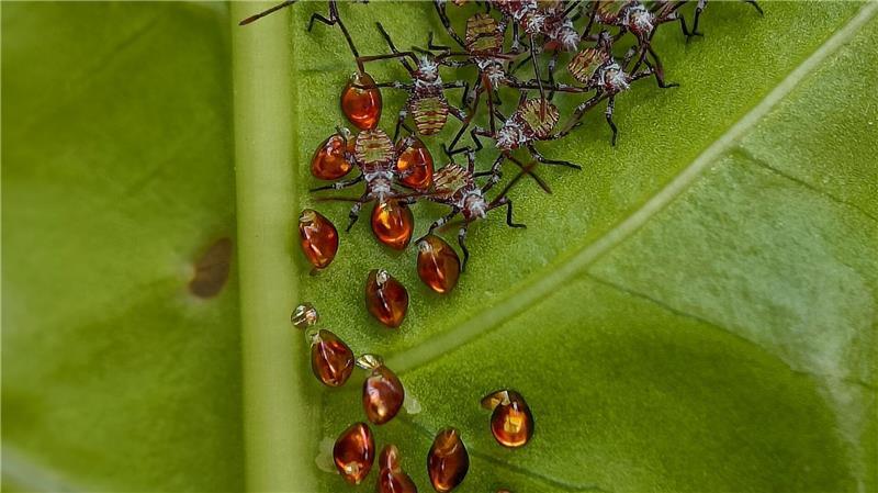 Drohende Käfer und kämpfende Antilopen Die Tiere sammeln sich gemeinsam auf der Unterseite des Blattes, wo sie Schutz finden und ungestörter wachsen können.