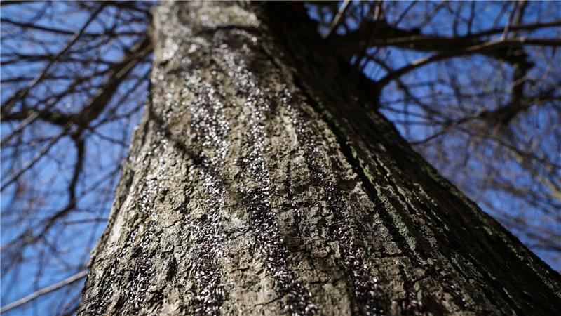 Die Tiere sitzen über den ganzen Baum verteilt in den sogenannten Rindenritzen.