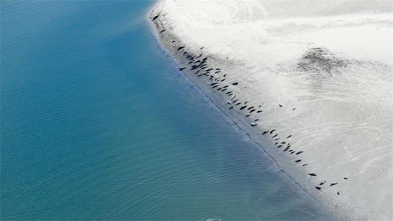 Die Tiere werden auch regelmäßig aus der Luft gezählt.(Archivbild)