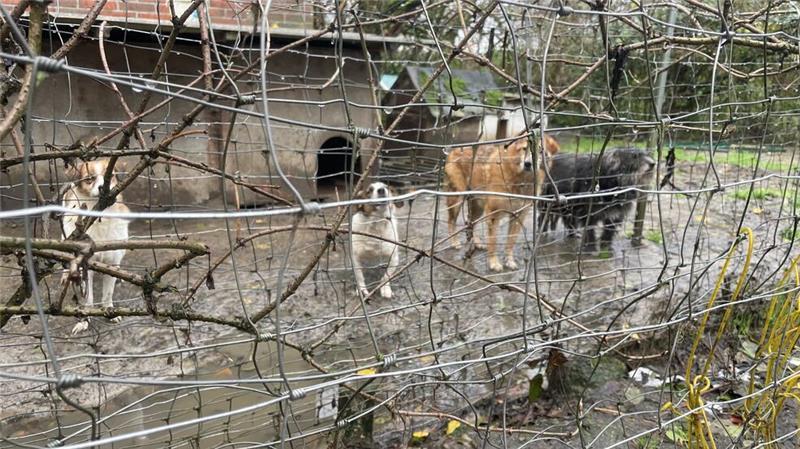Die Tiere wurden in Balje nicht artgerecht gehalten.