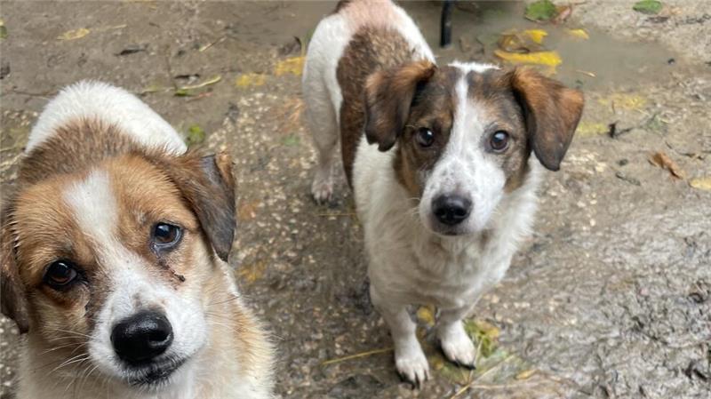 Die Tiere wurden in verschiedenen Auffangstationen untergebracht.