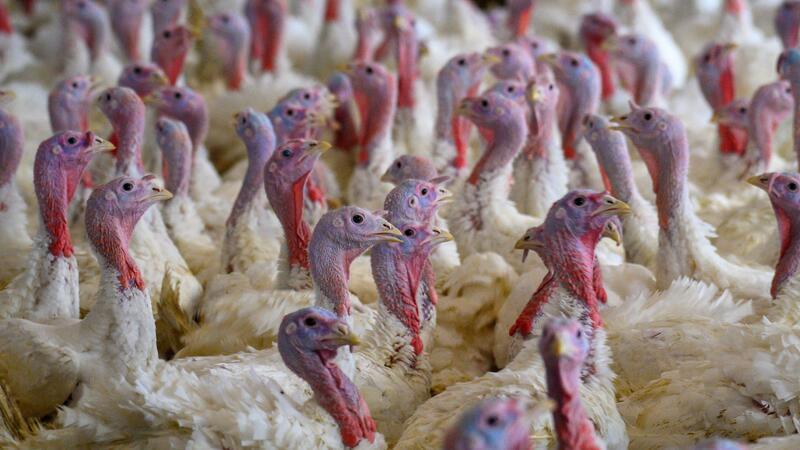 Tausende Puten nach Geflügelpest-Ausbruch getötet Die Tiere wurden „tierschutzgerecht“ getötet, hieß es. (Symbolbild)