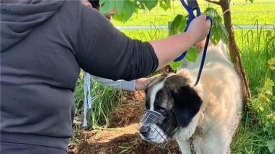 Die Tierpflegerinnen Jaimy Hormes und Katharina Korff legen dem Herdenschutzhund zunächst einen Maulkorb an. Anschließend sichern sie den Rüden.
