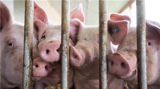 Die Tierrechtsorganisation Peta wirft Schweinezüchtern aus dem Landkreis Rotenburg Tierquälerei vor und hat Anzeige erstattet (Symbolbild).