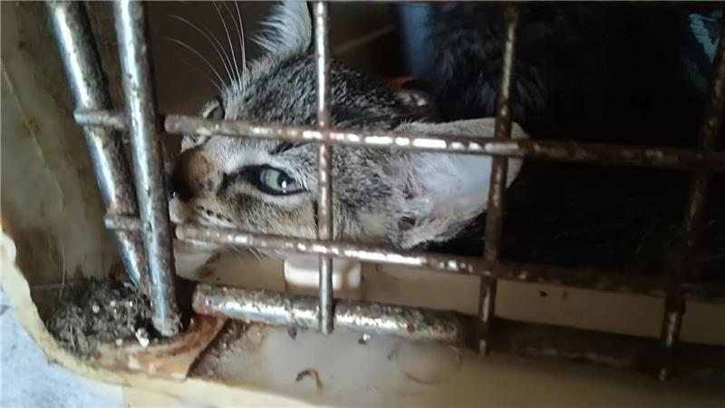 Katzen fast verhungert, Hunde isoliert? Massive Vorwürfe gegen Gnadenhof Die Tierschützer bemängeln, dass Katzen viel zu lange in Käfigboxen bleiben müssen. Das Foto wurde im Tiergnadenhof aufgenommen.