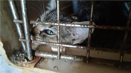 Die Tierschützer bemängeln, dass Katzen viel zu lange in Käfigboxen bleiben müssen. Das Foto wurde im Tiergnadenhof aufgenommen.