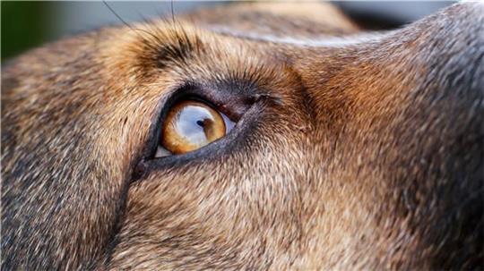 Die Tierschutzkontrolleure müssen einiges aushalten können. Sie treffen auf Tiere in schlimmem Zustand und zunehmend auch in Bremerhaven auf gewalttätige Tierhalter. Foto: Wolfgang Hoppe/dpa