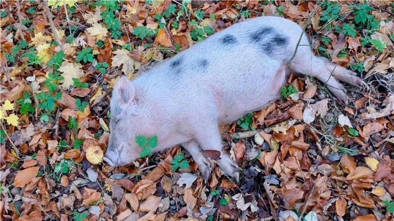 Die Tierschutzorganisation PETA bemüht sich jetzt um die juristische Aufarbeitung der Tötung des Hausschweines.