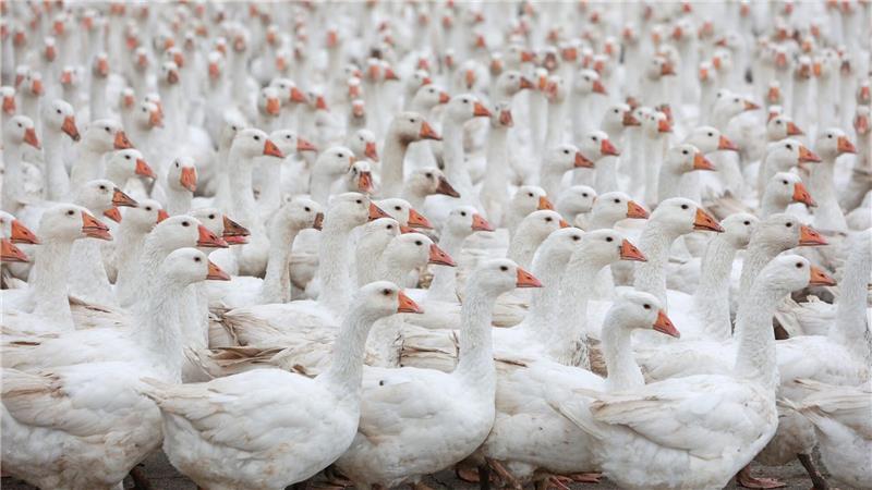 Nach Vogelgrippe-Ausbruch Kritik an Massentierhaltung Die Tierschutzstiftung Vier Pfoten fordert kleinere Geflügel-Bestände in den Betrieben, um bei Seuchenausbrüchen die Zahl der Nottötungen zu verringern. (Illustration)