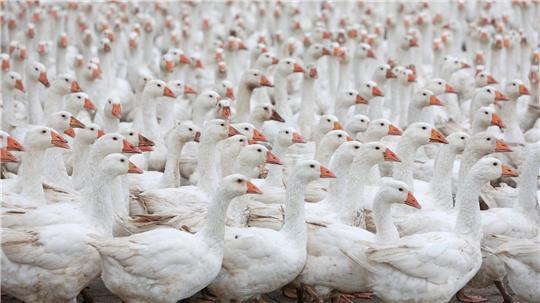 Die Tierschutzstiftung Vier Pfoten fordert kleinere Geflügel-Bestände in den Betrieben, um bei Seuchenausbrüchen die Zahl der Nottötungen zu verringern. (Illustration)  