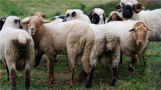 Die Tierseuchenkasse Niedersachsen hat einen ersten Antrag für eine Härtefallbeihilfe nach einem Tierverlust durch die Blauzungenkrankheit bewilligt. (Archivbild)