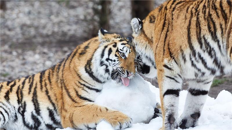 Die Tiger im Tierpark Hagenbeck lieben den Schnee (Archivfoto).
