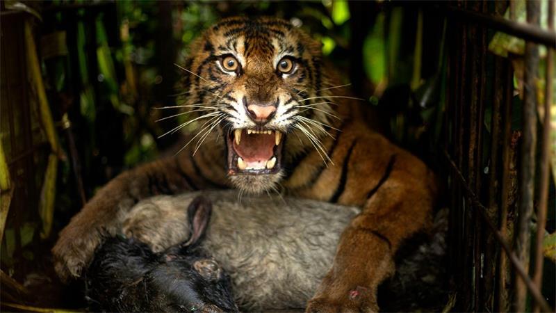 Die Tigerin wurde mit einem Ziegenkadaver angelockt.