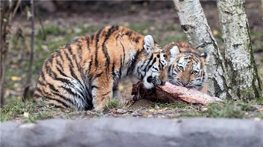 Die Tigerjungtiere Rida und Daria freuen über einen mit Rinderfleisch gefüllten Jutesack anlässlich des Nikolausfestes in ihrem Außengehege im Tierpark Hagenbeck. Foto: Georg Wendt/dpa