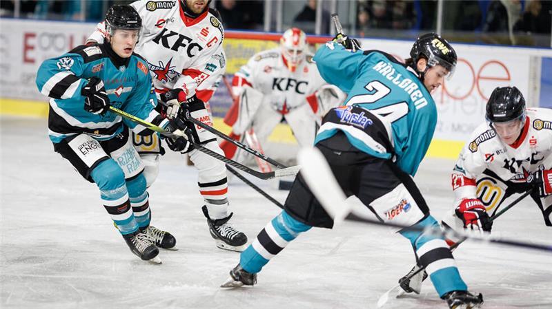 Harsefeld Tigers fertigen die Weserstars ab und feiern Kantersieg Die Tigers haben in eigener Halle dominiert und feierten vor den Festtagen einen Kantersieg.