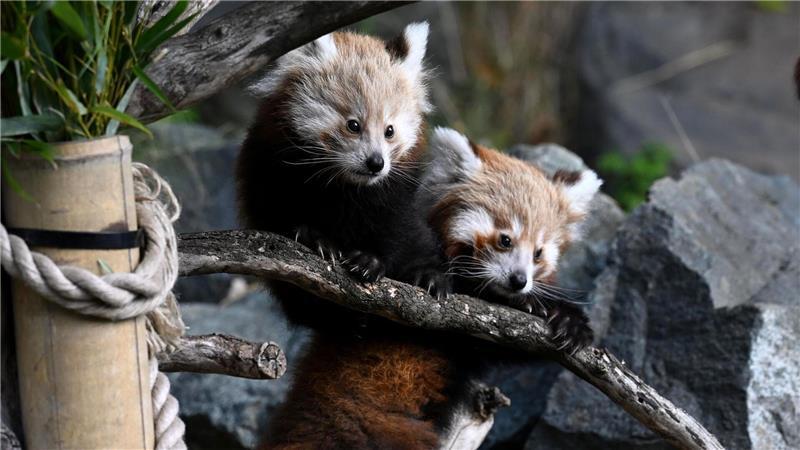 Zoo Hannover trauert um Jungtier: Kleiner Panda gestorben Die Todesursache von Magnus war zunächst unklar. (Archivbild)