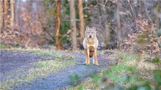 Verwaltungsgericht Stade stoppt Wolfsabschuss Die Tötung eines Wolfes, der für mehrere Risse von Schafen, Rindern und Pferden im Raum Cuxhaven verantwortlich sein soll, wurde vom Verwaltungsgericht Stade vorläufig gestoppt.